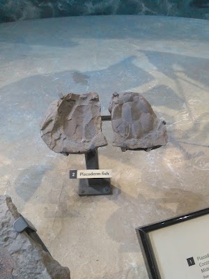 Museum of the Earth - photo 88