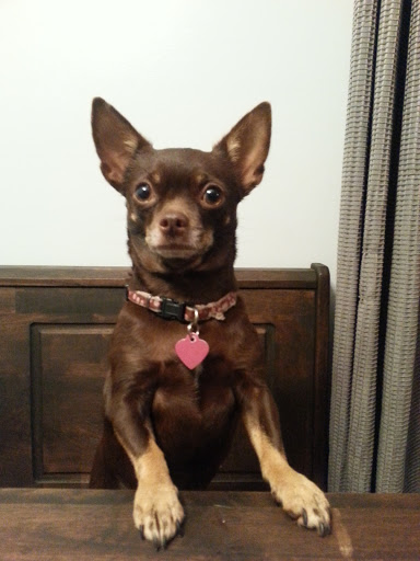 Pet Store «Lake City Pets and Supplies & Grooming», reviews and photos, 1101 US-90, Lake City, FL 32055, USA