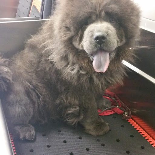 Pet Supply Store «Unleashed by Petco», reviews and photos, 8412 Georgia Ave, Silver Spring, MD 20910, USA