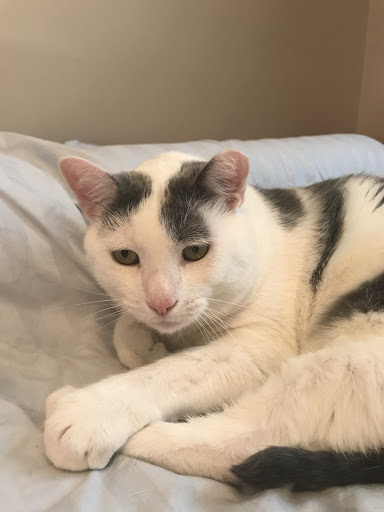 Pet Supply Store «Pet Supermarket», reviews and photos, 4220 Florida Ave S, Lakeland, FL 33813, USA