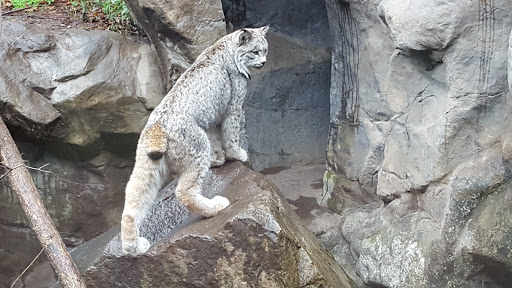 Gift Shop «Minnesota Zoo Gift Shop», reviews and photos, 13000 Zoo Blvd, Apple Valley, MN 55124, USA