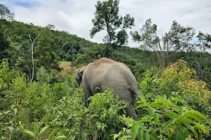 ChangChill Elephant Sanctuary (Ethical) image