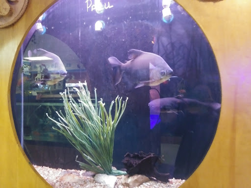 Pet Store «Forever Pets Inc», reviews and photos, 1030 Basse Rd, San Antonio, TX 78212, USA