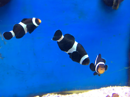 Pet Supply Store «Petco Animal Supplies», reviews and photos, 103 Commerce Way a, Woburn, MA 01801, USA