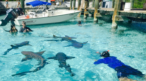 Sporting Goods Store «Adventure Sports», reviews and photos, 2750 SW 26th Ave, Miami, FL 33133, USA