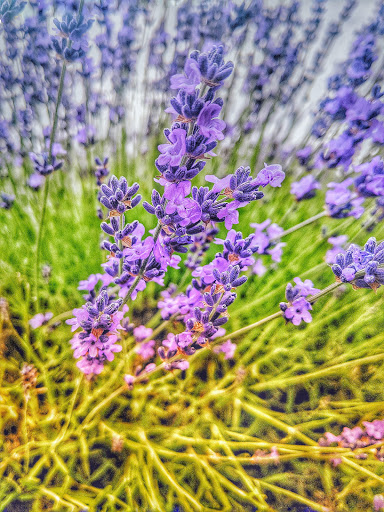 Farm «Oregon Lavender Farm», reviews and photos, 20949 S Harris Rd, Oregon City, OR 97045, USA