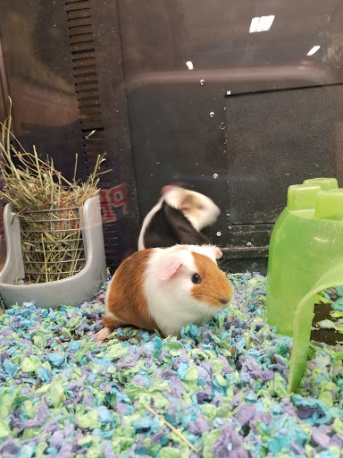 Pet Supply Store «PetSmart», reviews and photos, 300 Water Loop Ln, Collegeville, PA 19426, USA