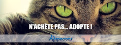 Association RESPECTONS // Adoption de chats