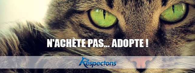 Association RESPECTONS // Adoption de chats