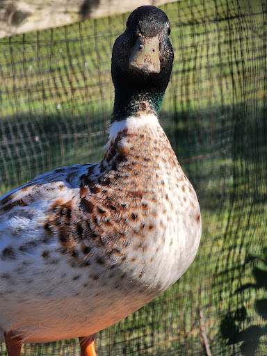 Farm «Sun High Orchards», reviews and photos, 19 Canfield Ave, Randolph, NJ 07869, USA