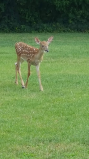 Golf Course «William F. Larkin Golf Course at Colonial Terrace», reviews and photos, 1003 Wickapecko Dr, Ocean Township, NJ 07712, USA