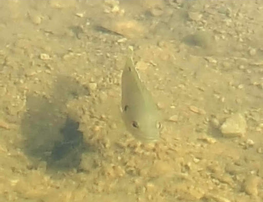 Nature Preserve «Rock Run Preserve - Black Road Access», reviews and photos, Black Rd, Joliet, IL 60431, USA