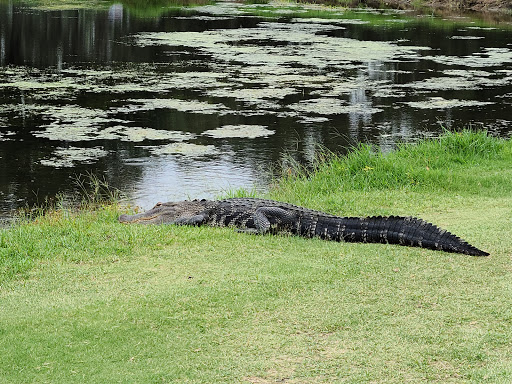 Golf Shop «Seven Springs Golf Shop», reviews and photos, 3535 Trophy Blvd, Trinity, FL 34655, USA