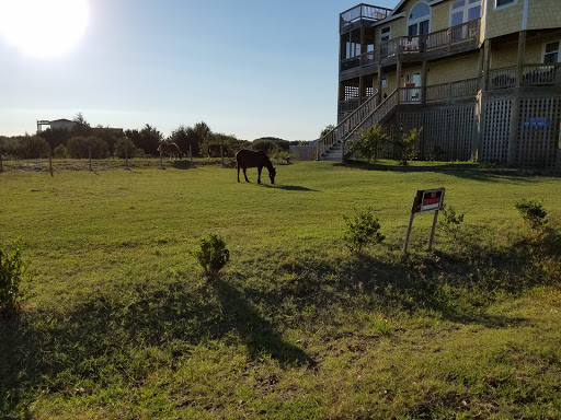 Non-Profit Organization «Corolla Wild Horse Fund», reviews and photos, 1129 Corolla Village Rd, Corolla, NC 27927, USA