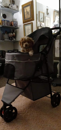 Pet Supply Store «Petco Animal Supplies», reviews and photos, 3680 Spencer Hwy, Pasadena, TX 77504, USA