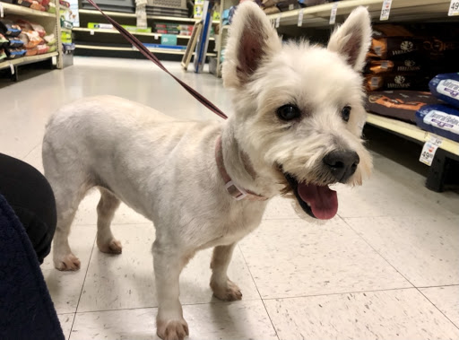 Pet Supply Store «PetSmart», reviews and photos, 4731 Commercial Dr, New Hartford, NY 13413, USA