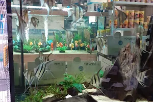 Tropical Fish Pet Store - Midland Aquatic Solutions image
