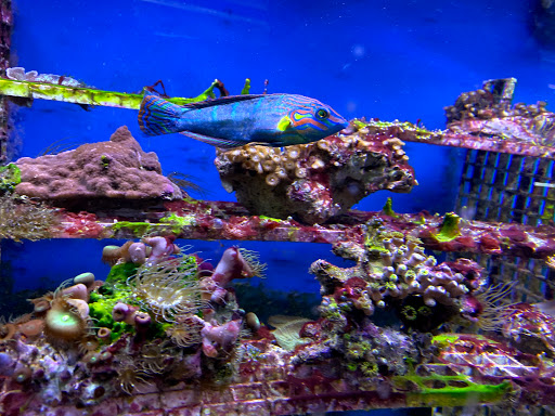 Pet Store «Fish Bowl Aquarium & Pet Mart», reviews and photos, 725 Providence St, West Warwick, RI 02893, USA