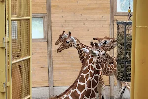 Rotterdam Zoo image