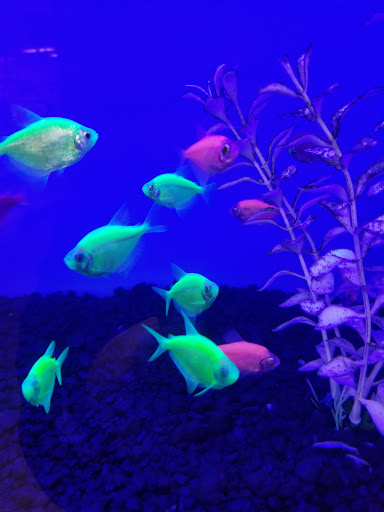 Pet Supply Store «Petco Animal Supplies», reviews and photos, 2210 N Eagle Rd, Meridian, ID 83646, USA