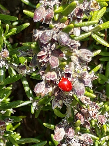 Florist «Thistle Floral & Home», reviews and photos, 25960 Central Ave NE, Kingston, WA 98346, USA