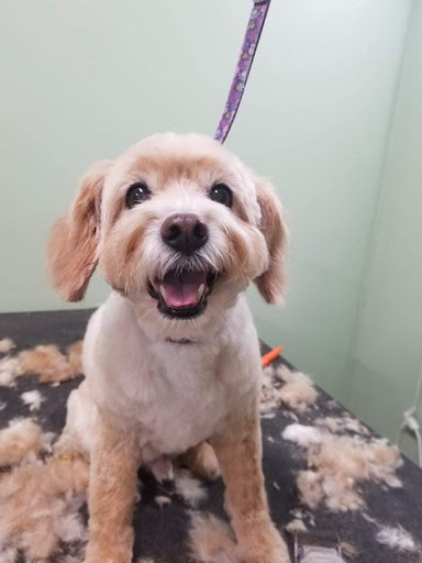 Pet Groomer «Doggie Style Bowtique», reviews and photos, 1713 Westport Rd, Kansas City, MO 64111, USA