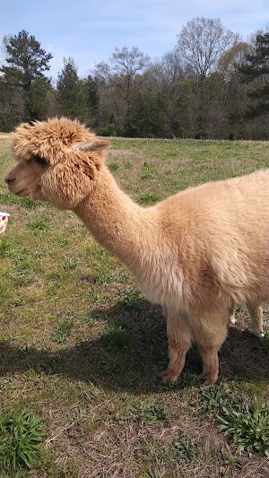 Southern Estate Alpacas - photo 58