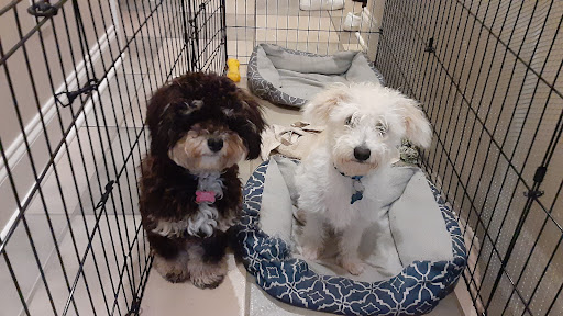 Pet Supply Store «Petco Animal Supplies», reviews and photos, 175 Grandview Blvd #600, Madison, MS 39110, USA