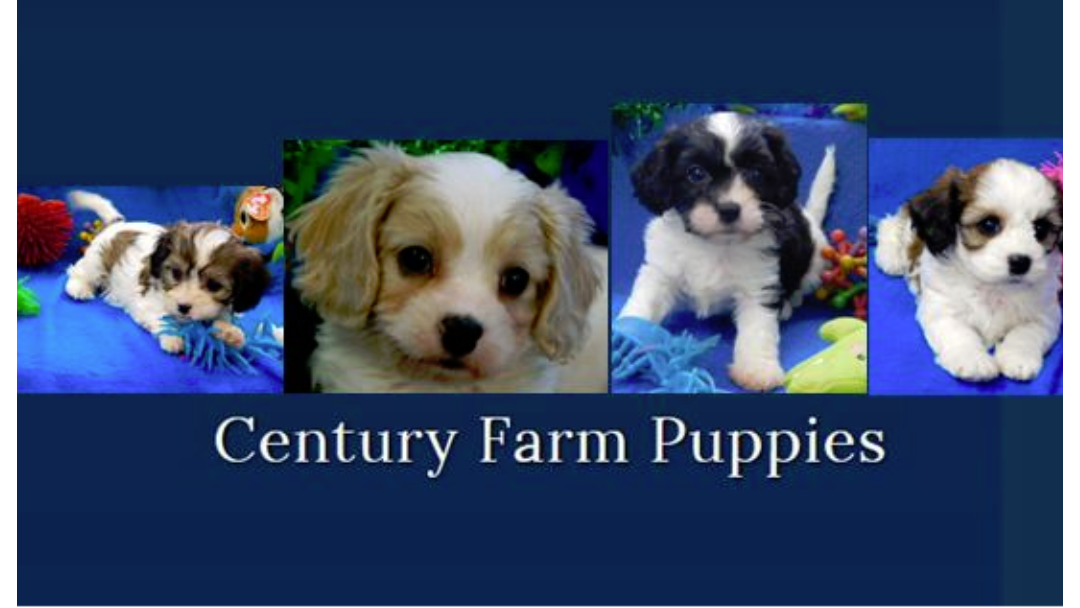 Century Farm Puppies