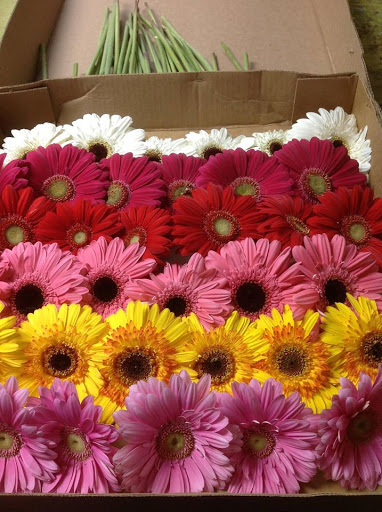 Florist «In Full Bloom Flowers + Gifts», reviews and photos, 3970 Dodson Chapel Rd, Nashville, TN 37076, USA