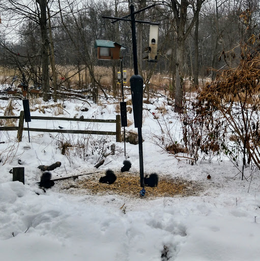 Zoo «Belle Isle Nature Center», reviews and photos, 176 Lakeside Dr, Detroit, MI 48207, USA