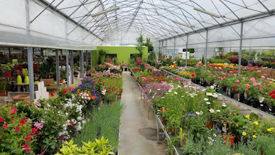 Gergy Flore Jardinerie à Gergy