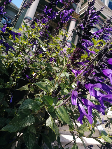 Liquor Store «New Star-Ell Liquor», reviews and photos, 501 Divisadero St, San Francisco, CA 94117, USA