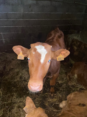 Ferme des sorbiers et des Colls à La Llagonne