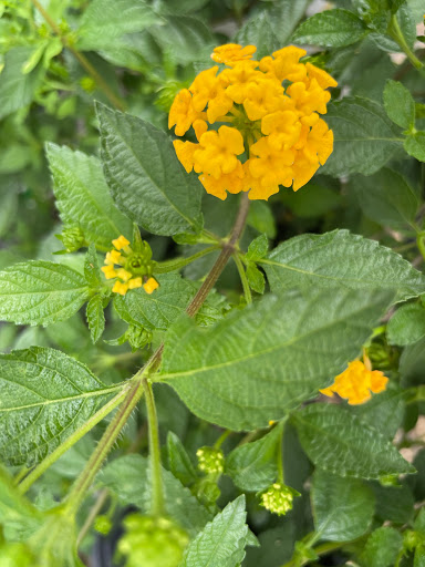 Home Improvement Store «The Home Depot», reviews and photos, 851 Montlimar Dr, Mobile, AL 36609, USA