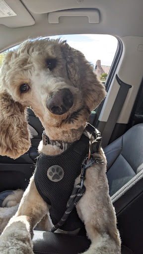 Pet Supply Store «PetSmart», reviews and photos, 7290 W Bell Rd, Glendale, AZ 85308, USA