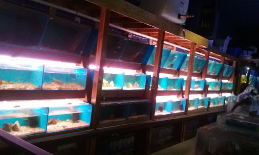 Pet Store «Aqualand Aquarium Center», reviews and photos, 5355 Chicago Ave, Minneapolis, MN 55417, USA