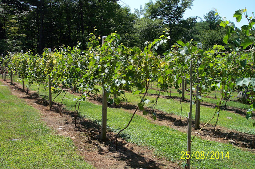 Winery «Queen Bee Vineyard», reviews and photos, 173 Moulton Hill Rd, Monson, MA 01057, USA