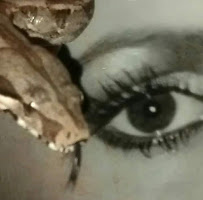 Brandi's Reptile Care - Photo 2 - Car repair in , Mesa