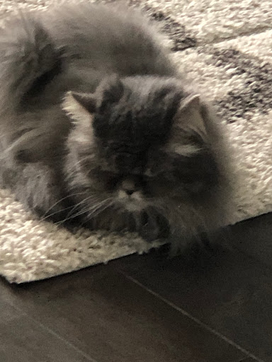 Zoo «Petting Zoo», reviews and photos, 1205 E 33rd St, Des Moines, IA 50317, USA