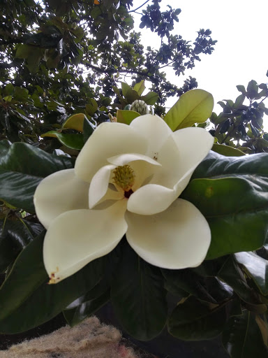 Hotel «DoubleTree by Hilton Baltimore North - Pikesville», reviews and photos, 1726 Reisterstown Rd, Pikesville, MD 21208, USA