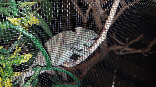 Pet Store «Super Pets», reviews and photos, 1807 E Chapman Ave, Orange, CA 92867, USA