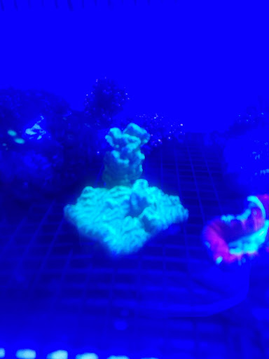 Aquarium «Dream Aquarium 1», reviews and photos, 6900 W 32nd Ave #9, Hialeah, FL 33018, USA