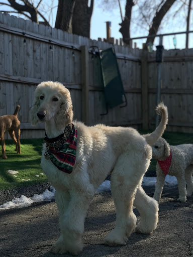 Pet Groomer «Doggie Style Bowtique», reviews and photos, 1713 Westport Rd, Kansas City, MO 64111, USA