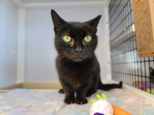 Pet Supply Store «Pet Supplies Plus», reviews and photos, 1258 Northlake Blvd, Lake Park, FL 33403, USA