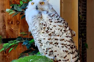 Happisburgh Owls image