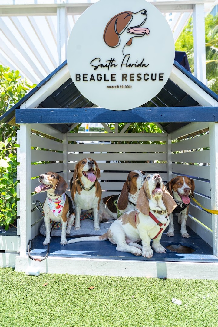 South Florida Beagle Rescue