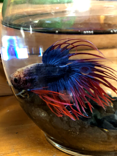 Pet Store «Colchester pet Shop LLC», reviews and photos, 111 Loomis Rd #2a, Colchester, CT 06415, USA