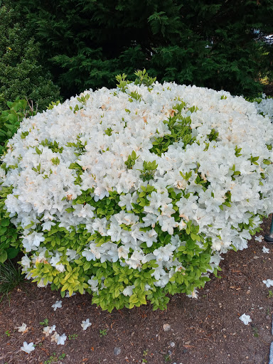 Grocery Store «Whole Foods Market», reviews and photos, 150 Ledge Rd, Darien, CT 06820, USA