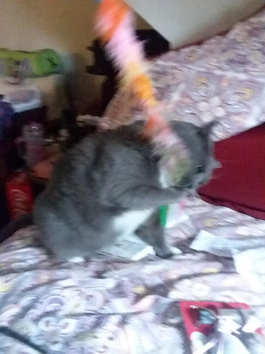 Pet Supply Store «PetSmart», reviews and photos, 3042 W Ridge Rd, Greece, NY 14626, USA